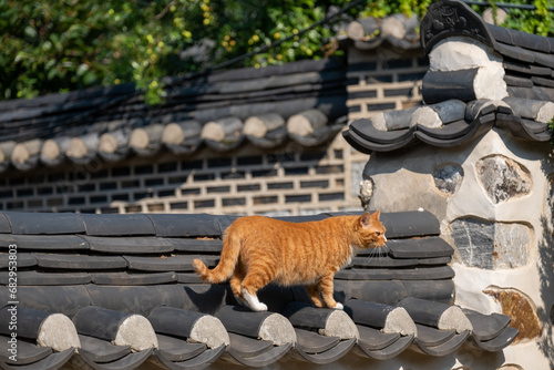 Photography Ginger cat walking on traditional Korean style roof