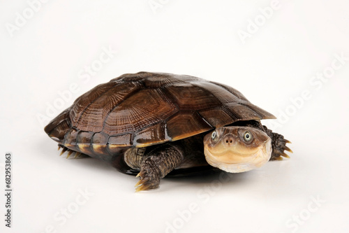 African helmeted turtle, Marsh terrapin // Starrbrust-Pelomedusenschildkröte (Pelomedusa subrufa)