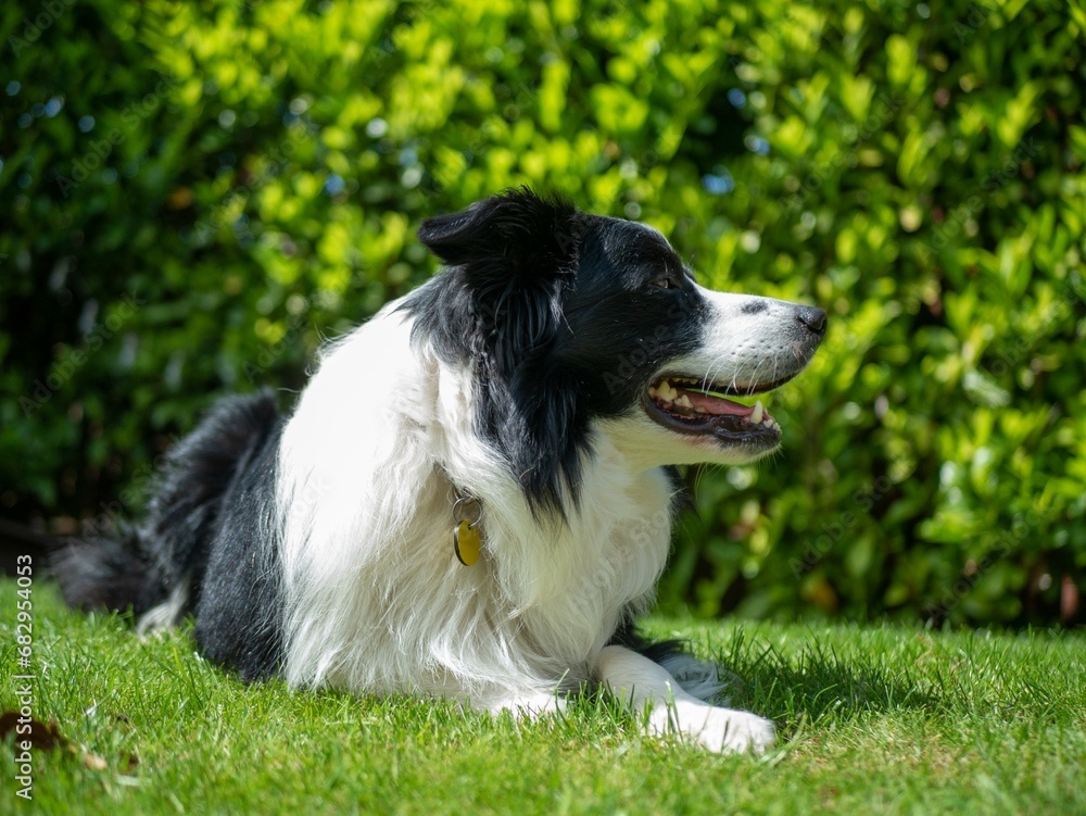 Border Collie - Black and White - Laying Down on Green Grass Side Profile Border Collie - Black and White - Laying Down on Green Grass Side Profile