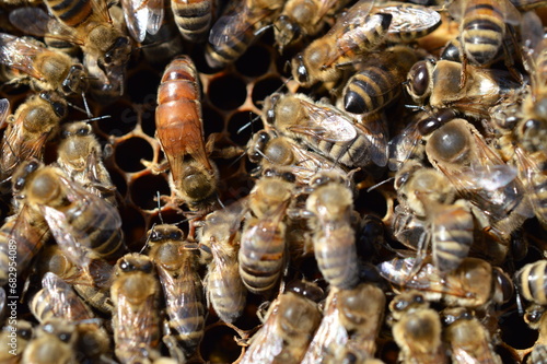 Buckfast queen bee in bee hive surrounded with her Carnica mixed lineages honeybee daughters 