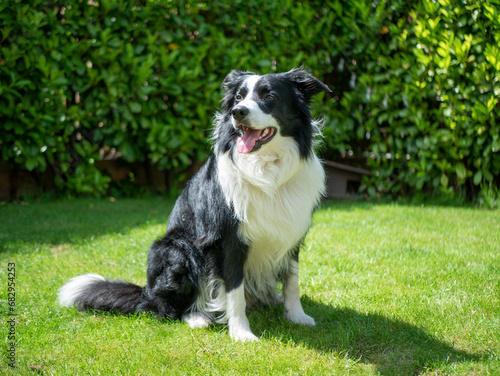 Border Collie - Black and White - Fluffy and Alert With Tongue Out