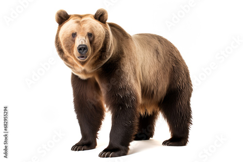 Brown bear Ursus arctos close up cut out and isolated on a white background photo