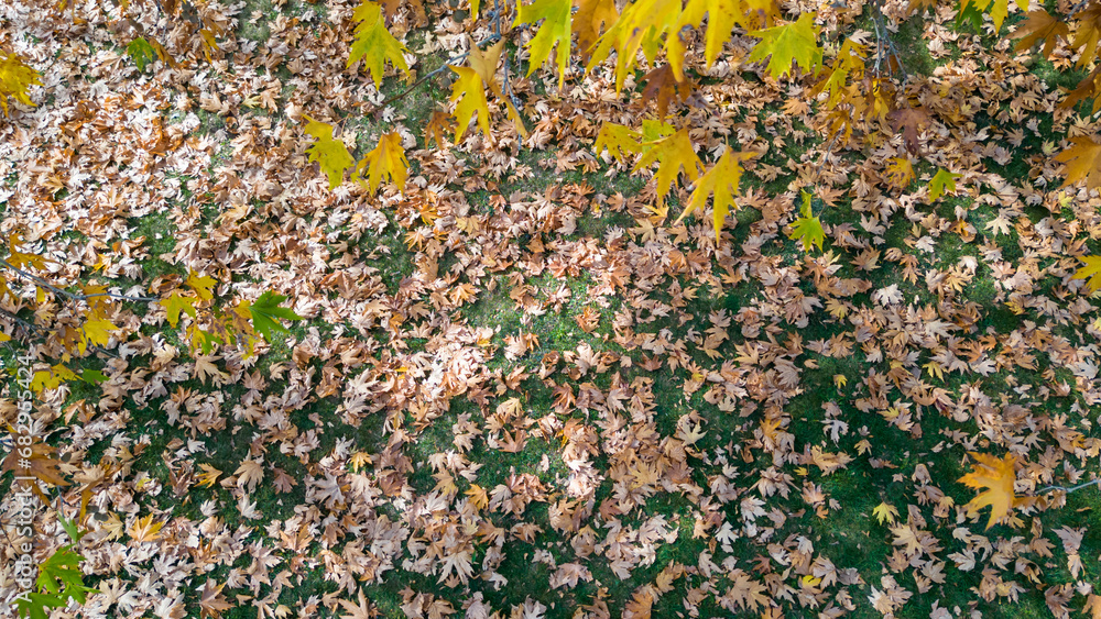 The abundance of plane and poplar leaves on the ground and the magnificent texture of the autumn season The abundance of plane and poplar leaves on the ground and the magnificent texture of the autumn season