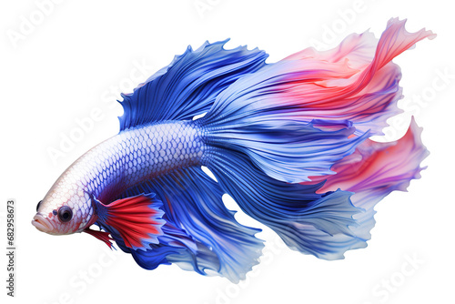 Image of of betta fish with colorful on white background. Fishs., Pet., Animals. © yod67