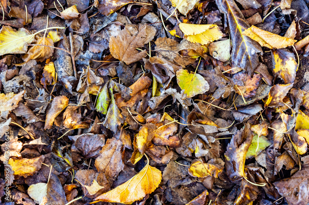 Autumn melody: background of moist leaves in yellow and brown tones. Autumn melody: background of moist leaves in yellow and brown tones.