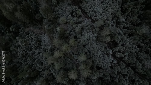Cinematischer Drohnenflug über dem Schwarzwald. Leichte Schneeschicht und Frost auf den Bäumen. Aufgenommen in Simmersfeld, Deutschland. photo
