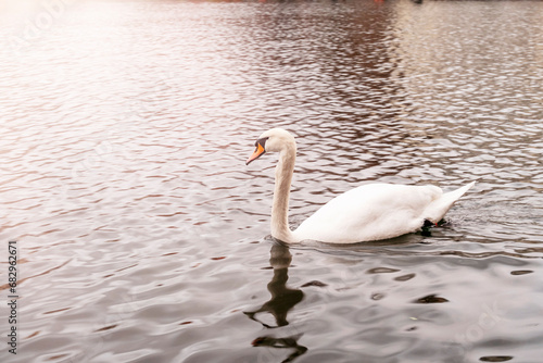 White swans swim in the pond. photo