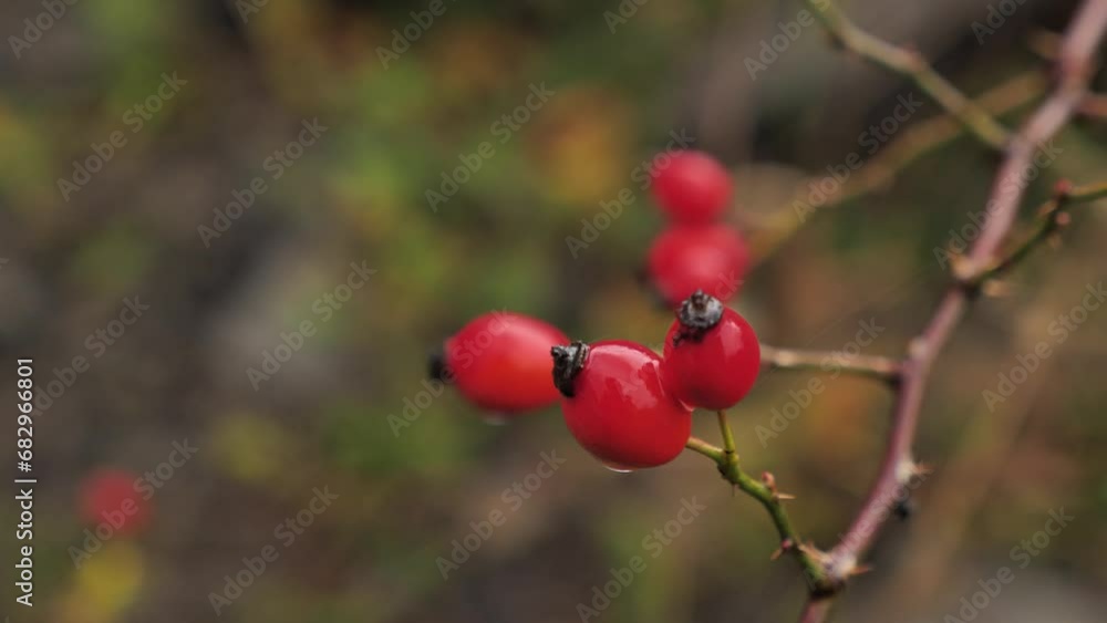 red rose hip fruits on a branch wet in the rain close-up red rose hip fruits on a branch wet in the rain close-up