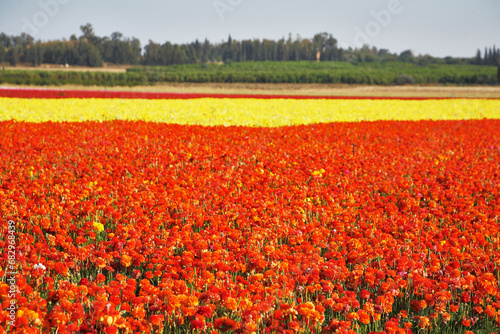 A farm on Israel