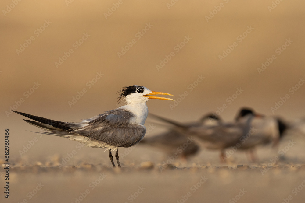 Portrait of Lesser Crested Tern at tubli, Bahrain Portrait of Lesser Crested Tern at tubli, Bahrain