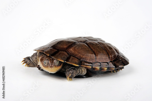 Konstfotografi African helmeted turtle, Marsh terrapin // Starrbrust-Pelomedusenschildkröte (Pe