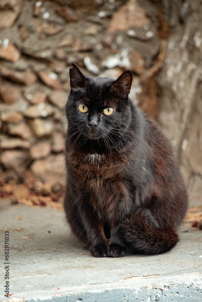 Cat on a city street.