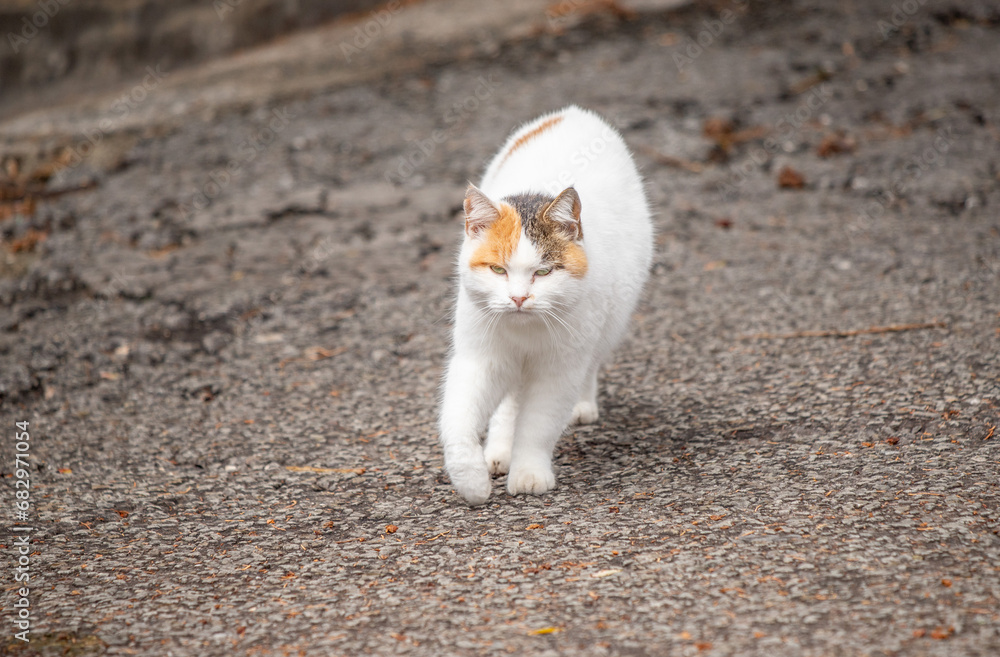 Cat on a city street.