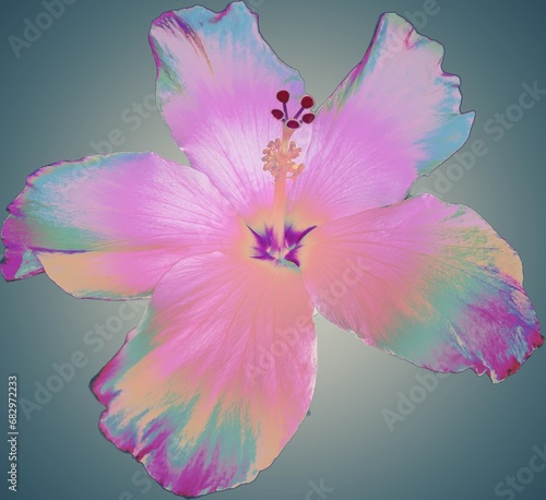 rainbow and pink hibiscus flower on gray gradient illustration, background chaba photo
