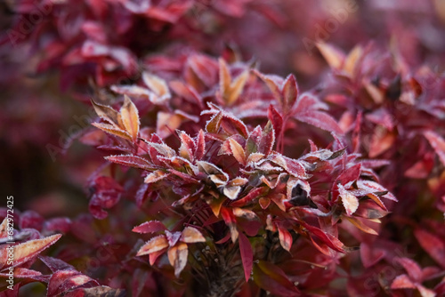 red leaves in frost