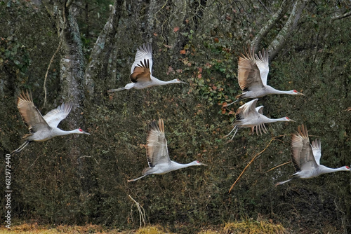 sandhill cranes in flight
