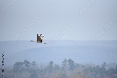 crane in flight
