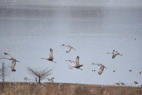 sandhill cranes in flight