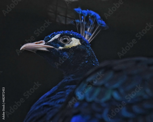 peacock closeup