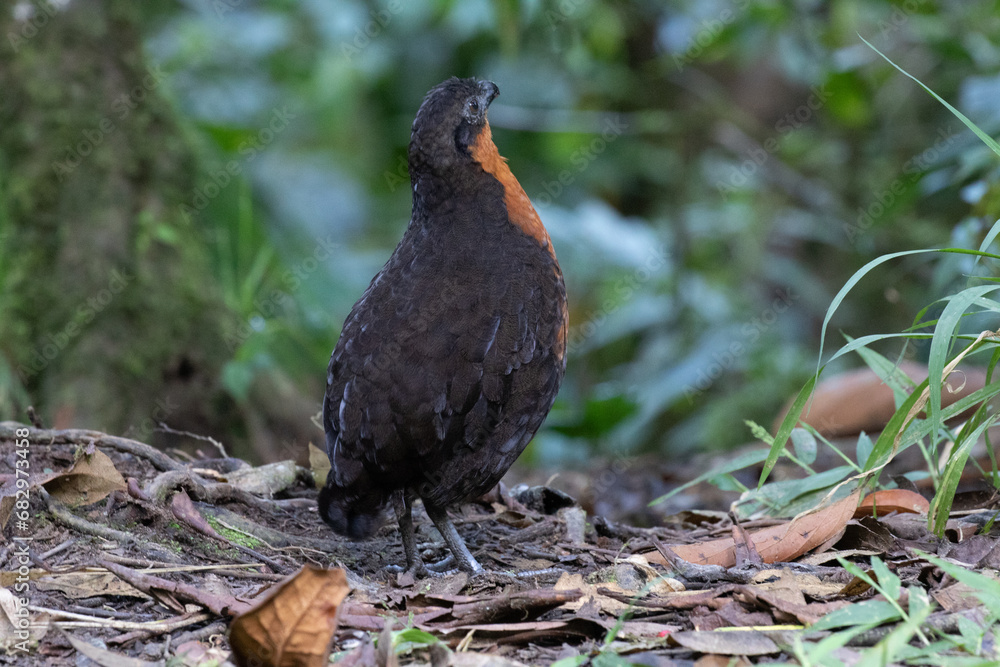 Black-backed Wood Quail. Ecuadorinviiriäinen. 010.0043. Black-backed Wood Quail. Ecuadorinviiriäinen. 010.0043.