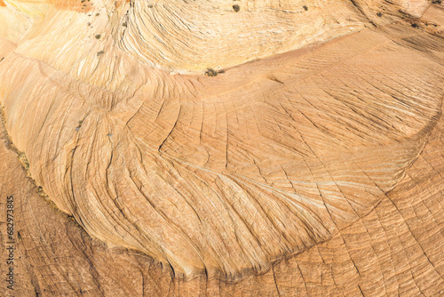 Detailed wooden texture on a cut tree stump photo