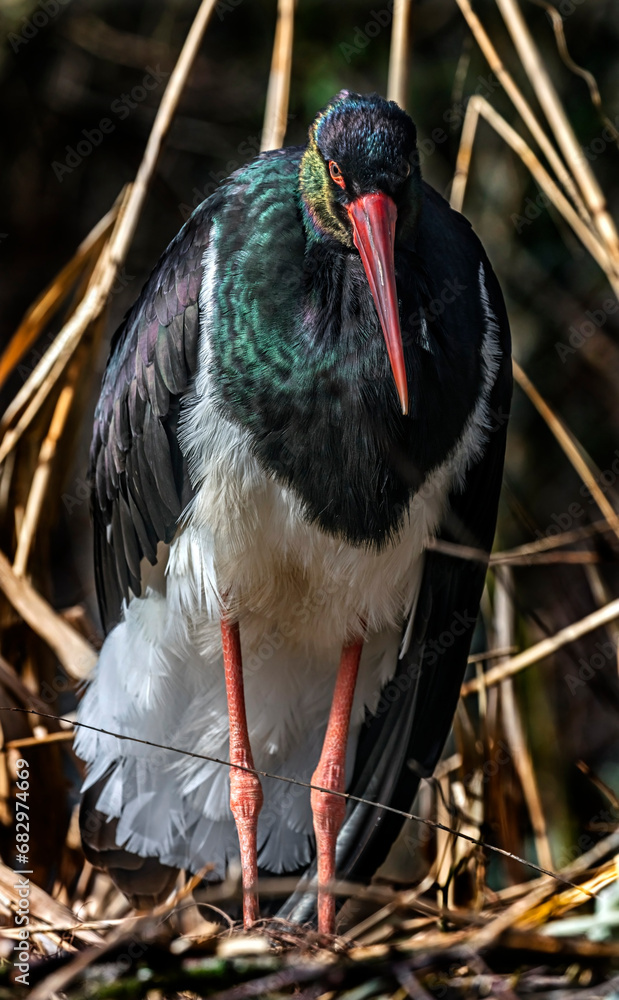 Fototapeta premium Black stork on the nest. Latin name - Ciconia nigra