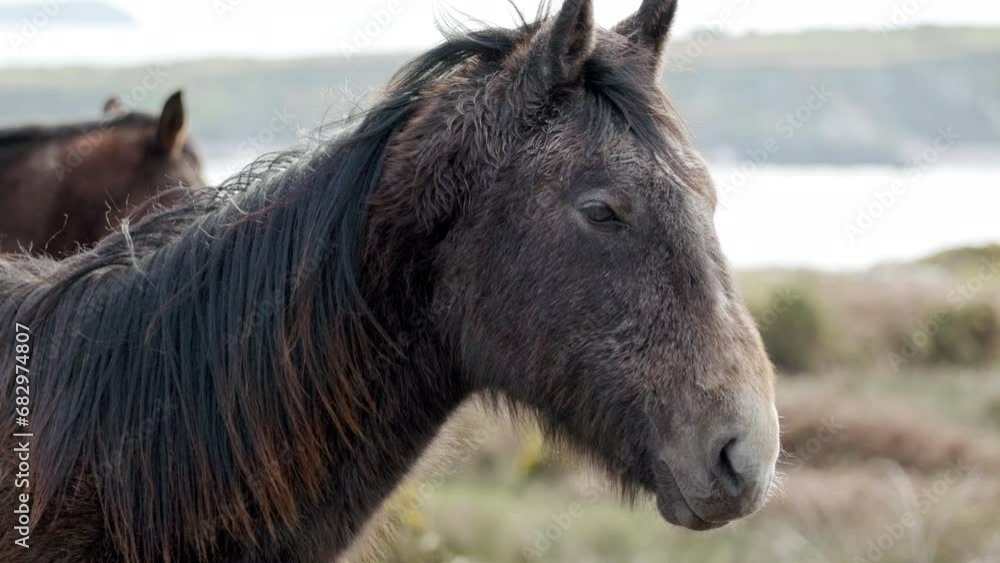 Set against the backdrop of a somber, overcast sky, a horse with a flowing mane is positioned in a field. zoom out Set against the backdrop of a somber, overcast sky, a horse with a flowing mane is positioned in a field. zoom out