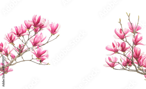 magnolia flower spring branch isolated on white background