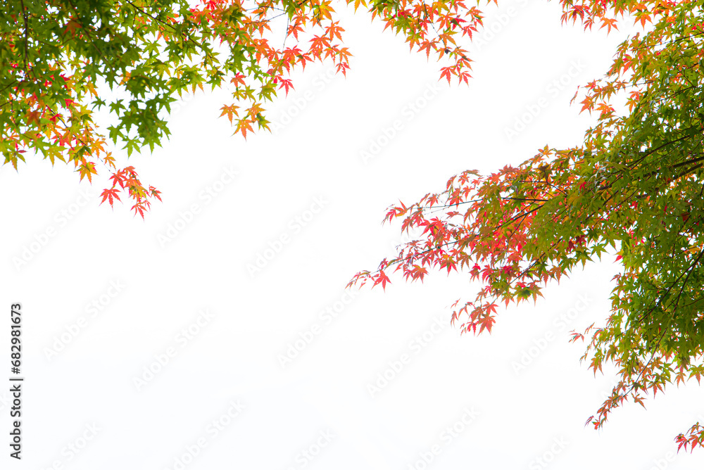 Autumn red and green Japanese maple leaf on white background. Autumn red and green Japanese maple leaf on white background.