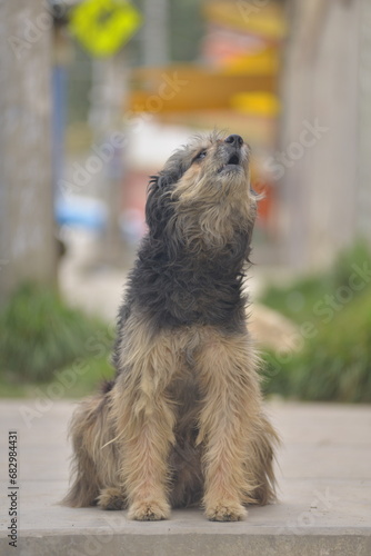 houling dog in the street photo