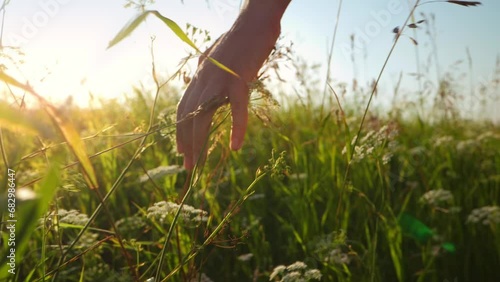 slow motion of close up female hand run through meadow barely touching tops of wild tall grasses, young woman enjoying warm sunny day on her day off, selective soft focus and lens flare