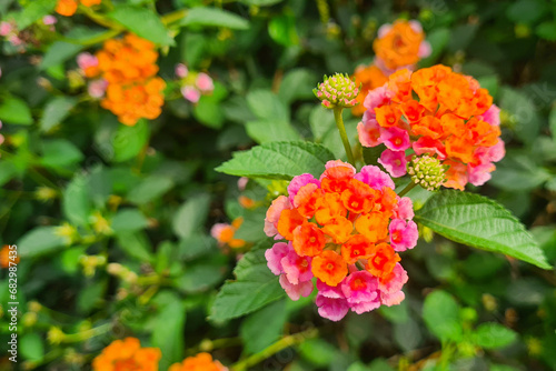 Close-up of a cluster of flowers with a vibrant blend of hues. The flowers themselves are a harmonious blend of orange and pink. The flowers are West Indian Lantana (Lantana camara)