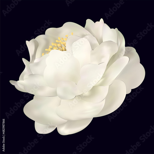 Luxurious white flower on black background. Vector realistic floral decor, 3d illustration. Peony blossom.