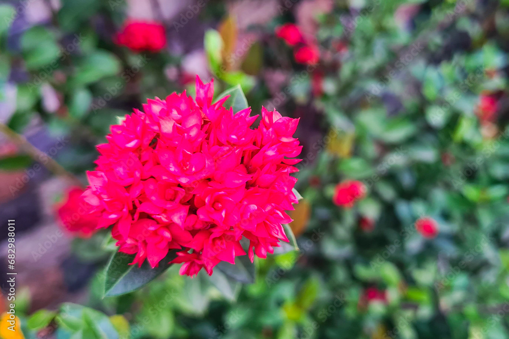 Close up of a chinese ixora, It has pink flower with green leaves. A tropical shrub with clusters of small, funnel-shaped flowers in shades of red. It is a popular garden plant in warm climates