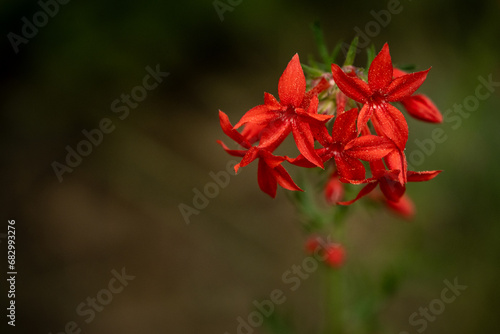 Red Scarlet Gilia Wildflower Blossoms with Copy Space photo