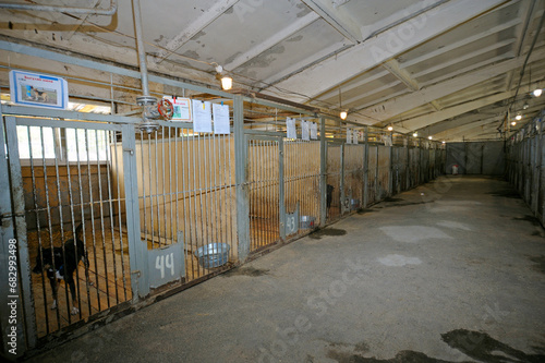 Municipal animal shelter: hangar with row of indoor aviaries, stray dogs barking behind bars. Borodjanka, Ukraine