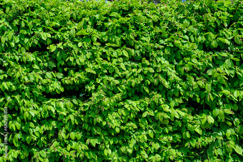 Textured natural background of many green leaves of Elm tree growing in a hedge or hedgerow in sunny spring garden. photo
