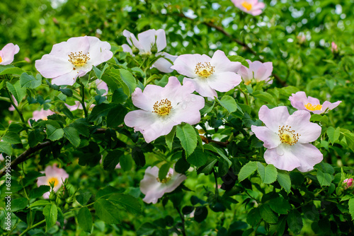 Wallpaper Mural Delicate light pink and white Rosa Canina flowers in full bloom in a spring garden, in direct sunlight, with blurred green leaves, beautiful outdoor floral background photographed with soft focus. Torontodigital.ca