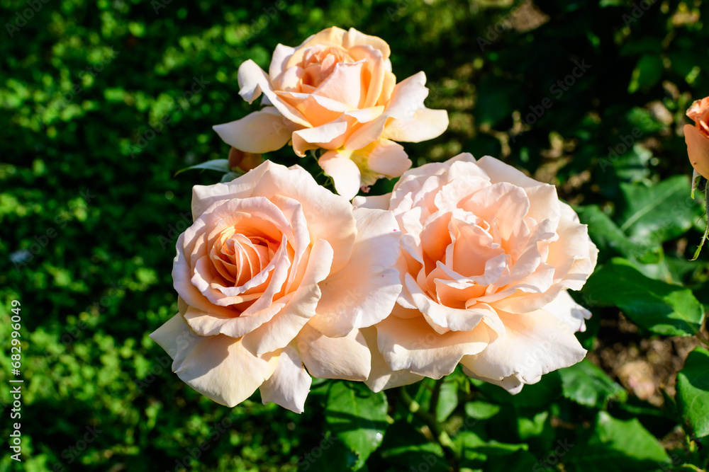 Fototapeta premium Large green bush with delicate fresh vivid pink roses and green leaves in a garden in a sunny summer day, beautiful outdoor floral background photographed with soft focus