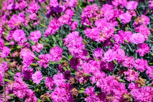 Many small vivid pink flowers of Dianthus carthusianorum plant  commonly known as Carthusian pink in a British cottage style garden in a sunny summer day  beautiful outdoor floral background.