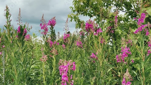 Pink blooming cabbage, kiprei or ivan tea on a field among herbs on a sunny summer day. Background of nature. Recreation and tourism in Udmurtia. Untouched germination. Epilobia. Wildflowers 4K photo