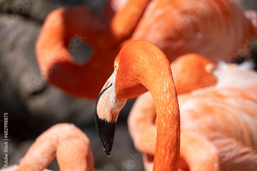 Flock of Pink Caribbean flamingos in a zoo for public viewing