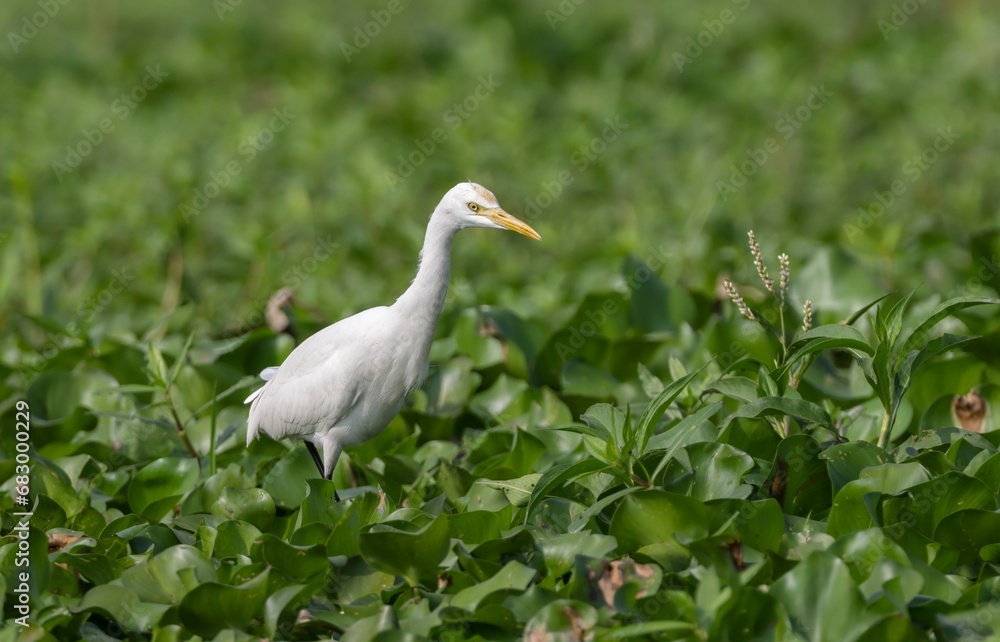 The cattle egret is a cosmopolitan species of heron found in the tropics, subtropics, and warm-temperate zones. The cattle egret is a cosmopolitan species of heron found in the tropics, subtropics, and warm-temperate zones.