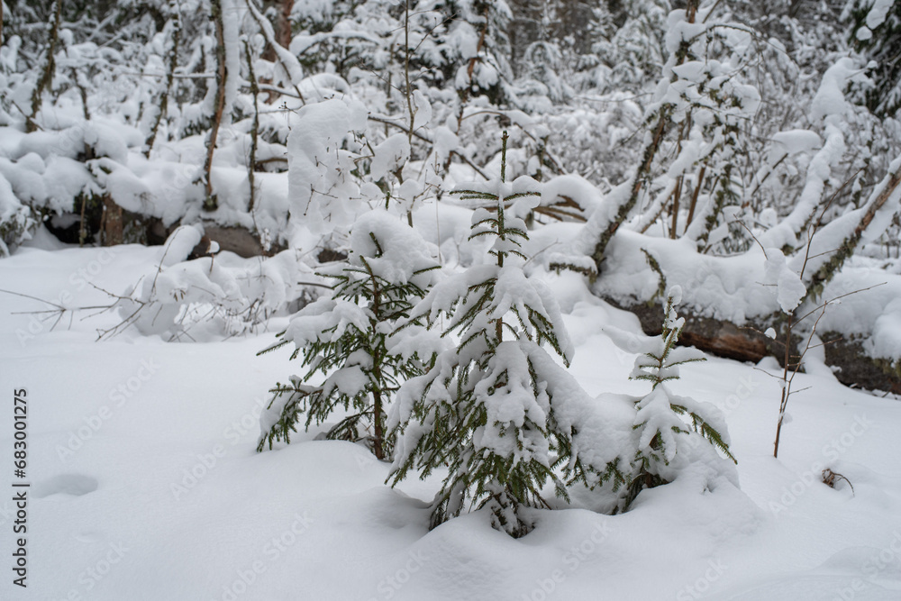 Beautiful young spruce trees covered with snow. Christmas trees in nature. Green spruce close-up. Taevaskoda, Estonia.