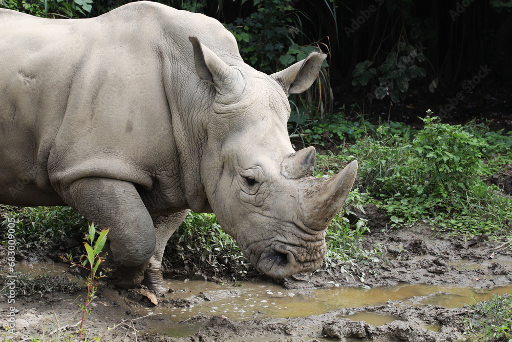 white rhinoceros (Ceratotherium simum) in Taipei zoo white rhinoceros (Ceratotherium simum) in Taipei zoo