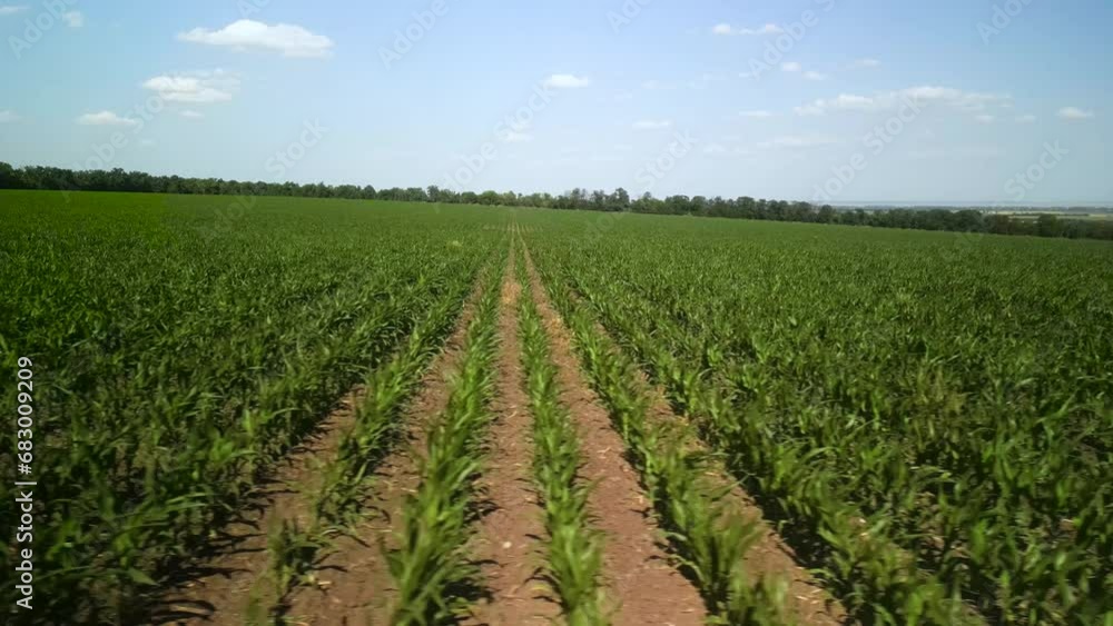 Green corn field aerial view Green corn field aerial view