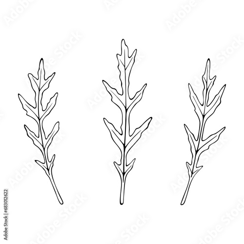 Arugula, black and white contour illustration, hand-drawn, vector. Greens, grass, an ingredient for salad, food. An element for menu design and decoration. Veganism, raw food, natural product.