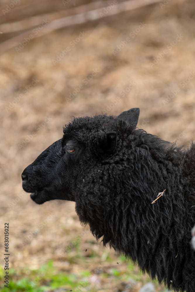Close-up portrait of a black farm sheep on a sunny summer day. Matku, Finland.