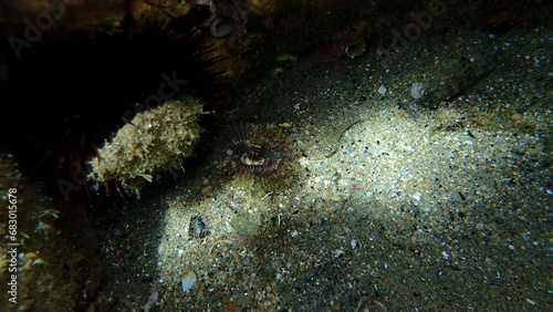 Fan worm or bristle worm Acromegalomma vesiculosum undersea, Aegean Sea, Greece, Halkidiki photo