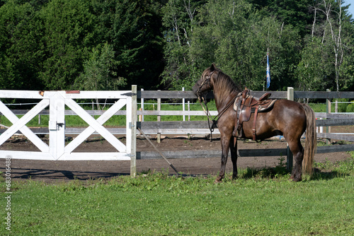 A beautiful horse near a corral fence